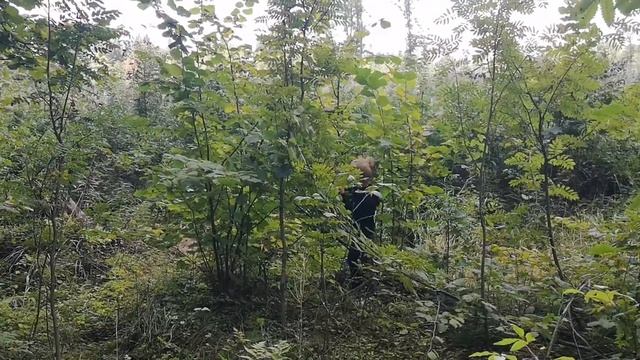 Лесные орехи. Год очень урожайный. смотреть онлайн