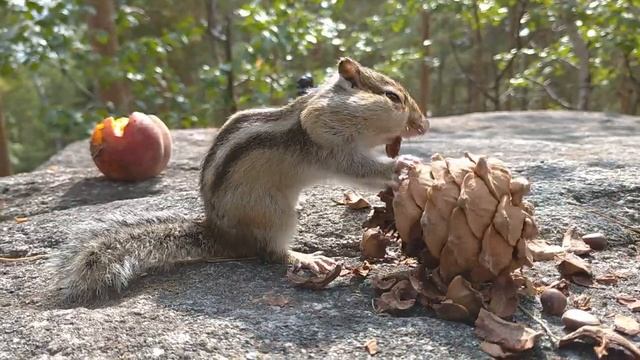 БУРУНДУК С КЕДРОВОЙ ШИШКОЙ смотреть онлайн