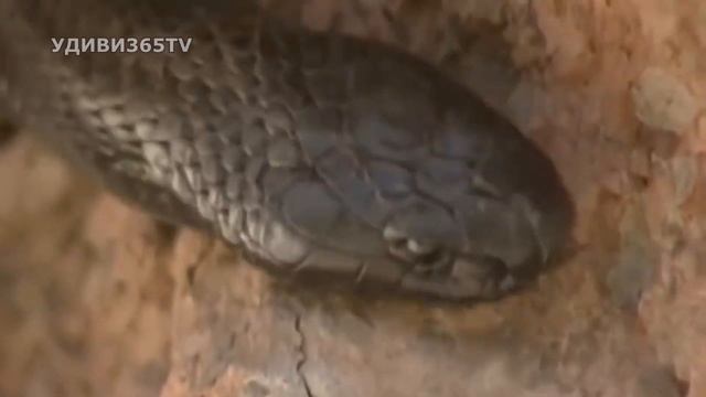 Кто против кобры? Дракон с острова Комодо /Варан против кобры и буйвола смотреть онлайн