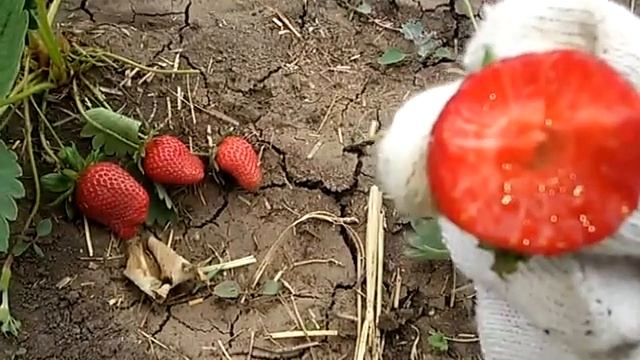 Клубника: сорта RA 109,2 и ЧИВ -64 (высадка 11.2019г.) смотреть онлайн