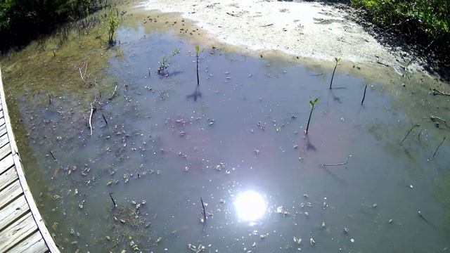 Étang des Salines / Pond les Salines, Sainte-Anne, Martinique, the Caribbean смотреть онлайн
