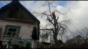 Старая яблоня-как его  омолодить?