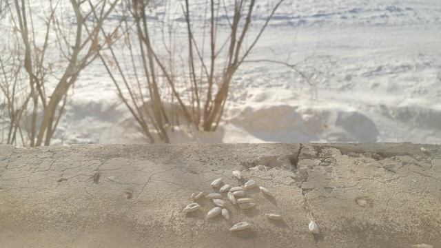 синички клюют очищенные семечки / great tits r picking peeled seeds смотреть онлайн