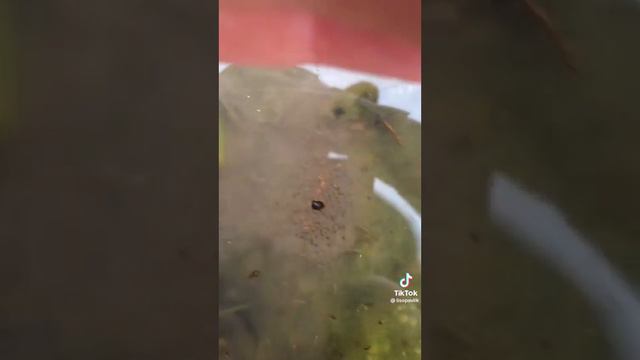 кто обитает вокруг нас (видео не моё) смотреть онлайн