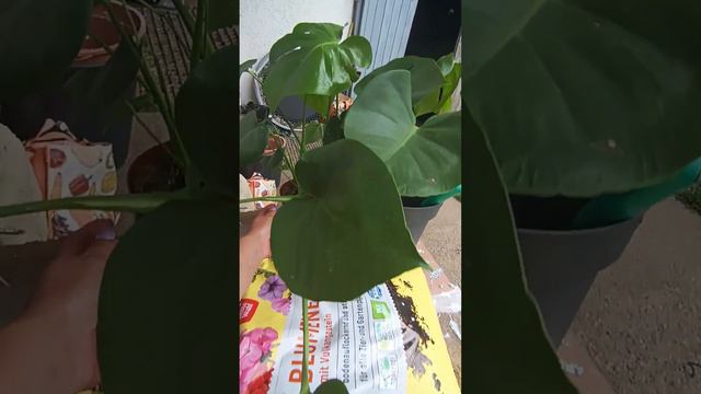 задание: пересадить Монстеру. смотреть онлайн