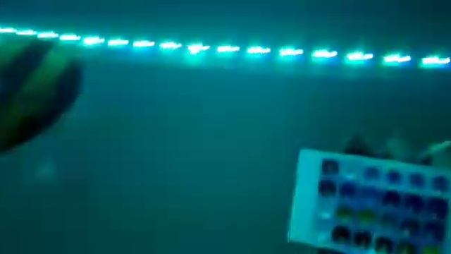 Снимаем пленочку с пульта светодиодной ленты? смотреть онлайн