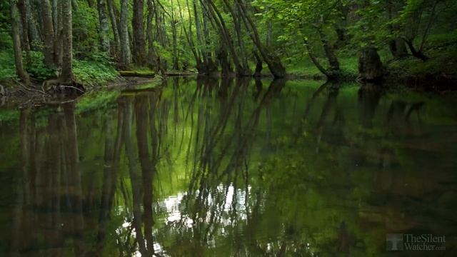 Forest Birdsong - Relaxing Nature Sounds - Birds Chirping - REALTIME - NO LOOP - 2 Hours - HD 1080p смотреть онлайн