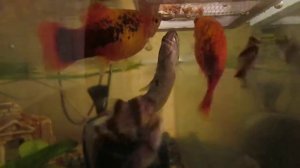 рыбки(рыбки в аквариуме)