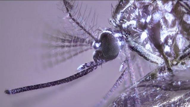 HOW TO TREAT A MOSQUITO