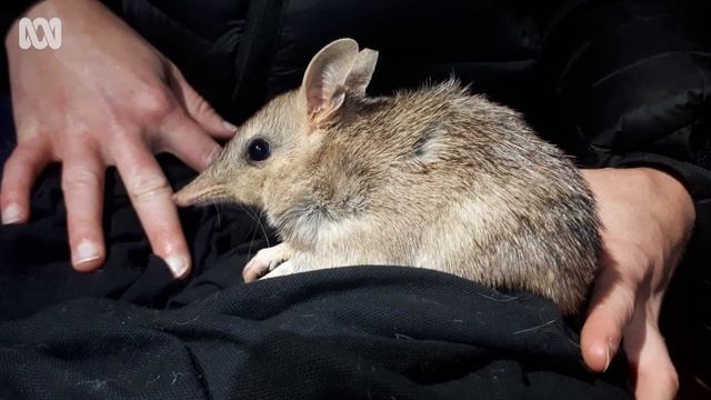 'Rarer than pandas', native Australian fauna fight extinction on private land ark | ABC Australia смотреть онлайн