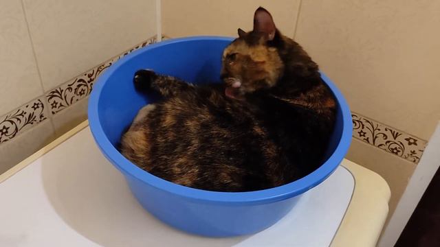 Кошка принимает ванну 🐈🛁 смотреть онлайн