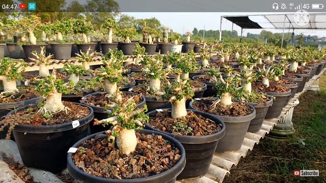 Dorset Horn | Medusa| Adenium#adenium#Rootradial#seed#godji#obesum#thaisoco#arabicum#bonsai#caudex