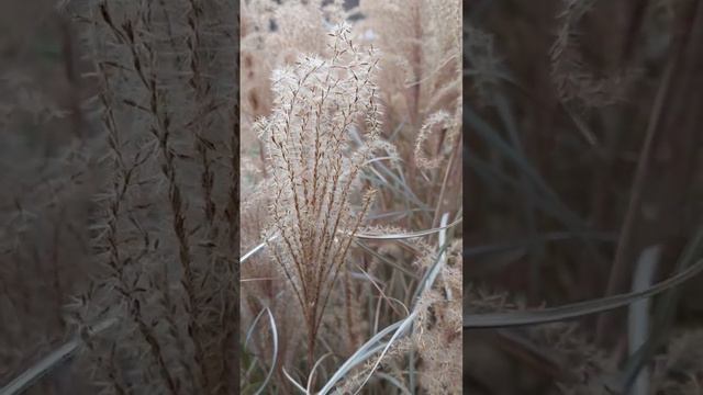 Late November Miscanthus Ornamental Grass смотреть онлайн