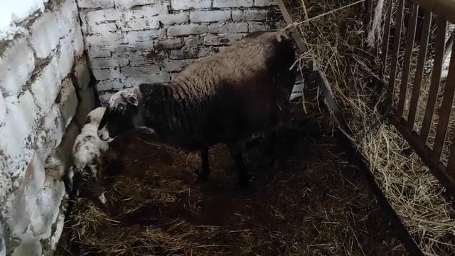 12.10.21 окот Романовской овцы смотреть онлайн