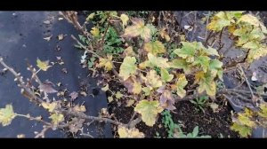 ☝?ПОЧКОВЫЙ КЛЕЩ НА ЧЕРНОЙ СМОРОДИНЕ. ЧТО ДЕЛАТЬ ОСЕНЬЮ. МЕТОДЫ БОРЬБЫ