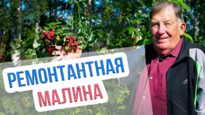 Выращивание ремонтантной малины в Сибири. Самые лучшие сорта ремонтантной малины для Сибири