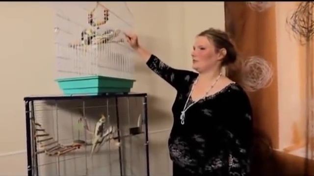 как ухаживать за кореллы смотреть онлайн