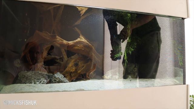 VISITING JACOBS EPIC FISH ROOM 2500 LITRE TANK PLUS 600 LITRE GROWOUT TANK смотреть онлайн