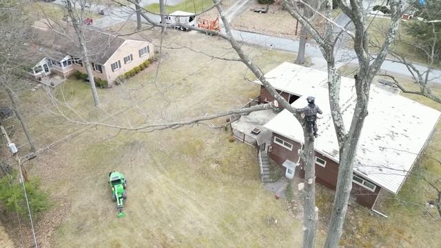 Majestic Red Oak Tree Removal! смотреть онлайн