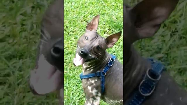 my American Hairless Terrier "DOBY" смотреть онлайн