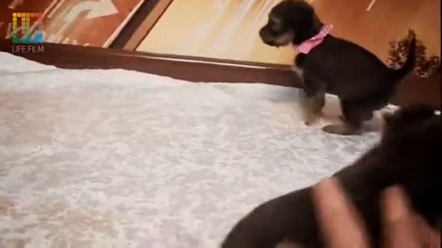 Тойчики-терьерчики смотреть онлайн