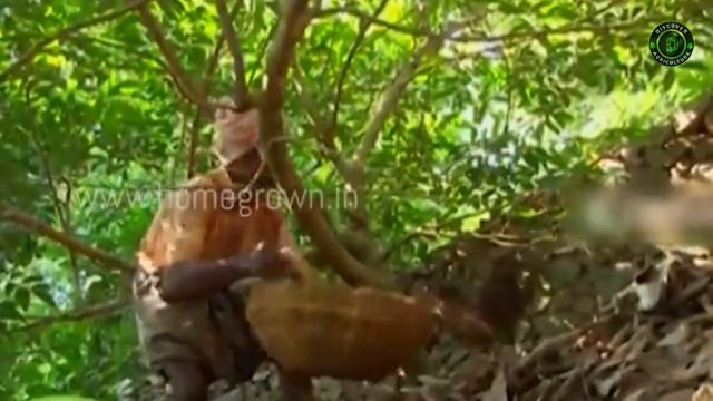 RAMBUTAN FRUIT FARMING | How to grow Rambutan plant from seed at Home смотреть онлайн