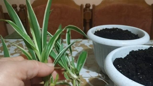 Хлорофитум.Быстрое размножение. смотреть онлайн