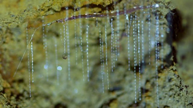 Glow Worms Trap Insects With Bioluminescent 'Fishing Lines'? Into The Wild New Zealand | Smithsonia смотреть онлайн