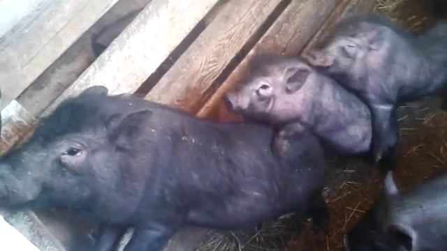 Оргия вьетнамских свинок.. смотреть онлайн