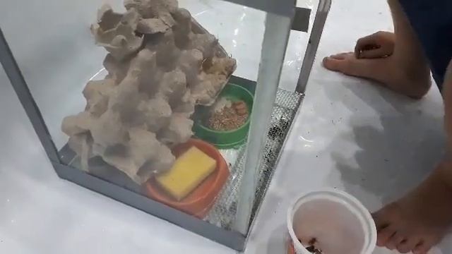 РАЗВЕДЕНИЕ СВЕРЧКОВ / КОРМИМ РЕПТИЛИЙ. смотреть онлайн