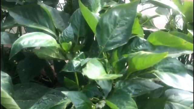 Особенности ухода за перцем в июле... смотреть онлайн