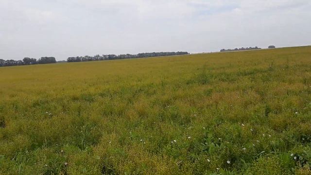 Лён. Сорт Северный в августе. смотреть онлайн
