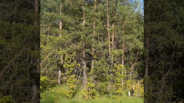 Природа родного края, с.Кондоль Пензенский район Пензенская область смотреть онлайн