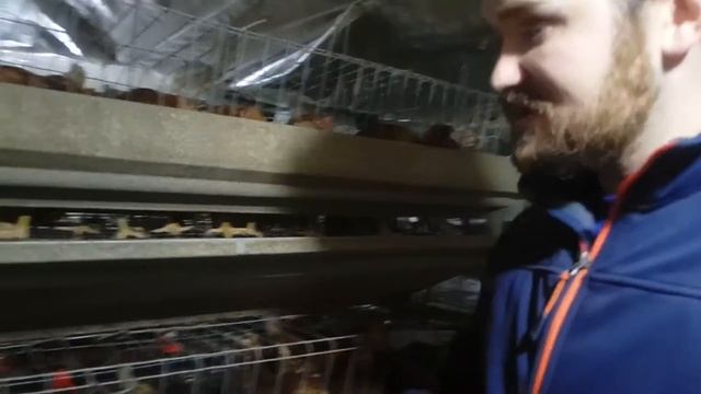 Ломан Браун. Сказ о свежих яйцах и о модернизации кормушки. смотреть онлайн