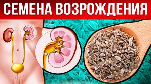 Вот зачем нужны СЕМЕНА УКРОПА на САМОМ ДЕЛЕ! / Что творит УКРОП с организмом?
