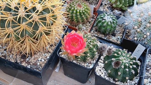 Раритетные кактусы.Эхинопсис нежнейший.Клейстолопсис расцвел.Лобивии красивейшие. смотреть онлайн
