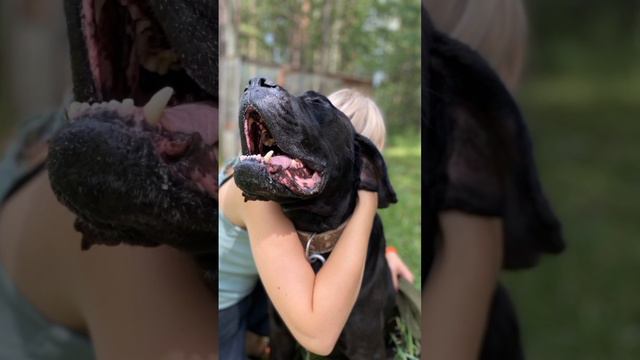 Рэй,кане-корсо,теплолюбивый,ласковый,несмотря на свой большой грозный вид,ищет дом @ZinaHatiko смотреть онлайн