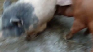 Дюрок 5 месяцев оплодотворил  свиноматку , Вьетнамская и дюрок скрещивание породы