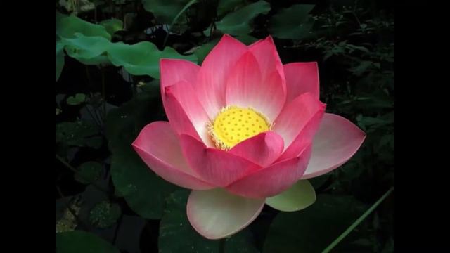 Mantra Om Mani Padme Hum смотреть онлайн