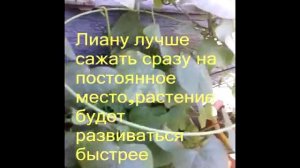 мой опыт выращивания ипомеи на балконе часть 1