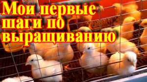 Выращивание бройлеров в домашних условиях.mp4