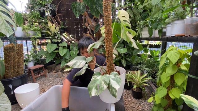 MY MONSTERA BORSIGIANA ALBO | MONSTERA BORSIGIANA AUREA | HOW TO PROPAGATE MONSTERA