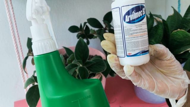 ÇİÇEK HASTALIKLARI, KIRMIZI ÖRÜMCEK HASTALIĞI, KIRMIZI ÖRÜMCEK HASTALIĞI İLE NASIL MÜCADELE EDİLİR