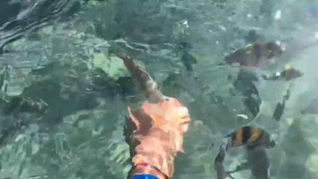 Рыбки в красном море ?? смотреть онлайн