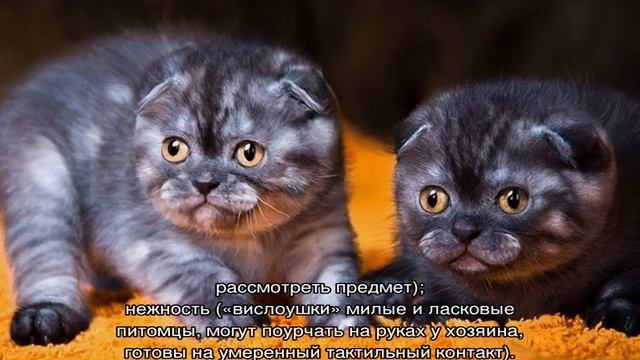 Британская вислоухая кошка — шотландская порода котов смотреть онлайн
