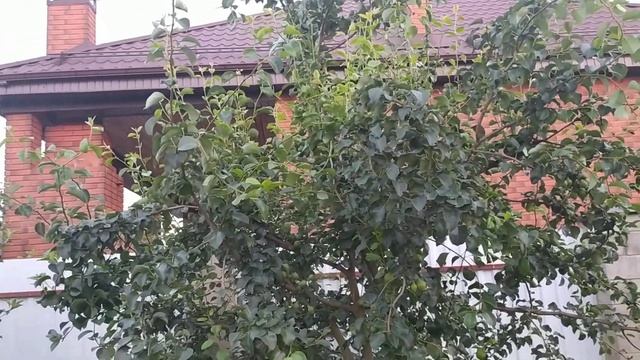 Груша не плодоносит? Показываю мой опыт и первый урожай после жёсткой обрезки смотреть онлайн