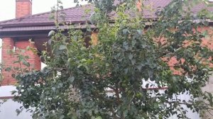 Груша не плодоносит? Показываю мой опыт и первый урожай после жёсткой обрезки