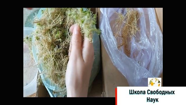 Мхи лекция . 5 класс биология.Кукушкин лен и сфагнум смотреть онлайн