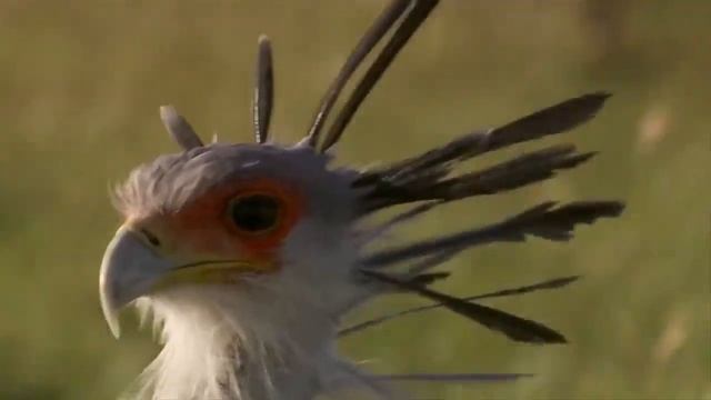 Птица секретарь.Охотница на змей смотреть онлайн