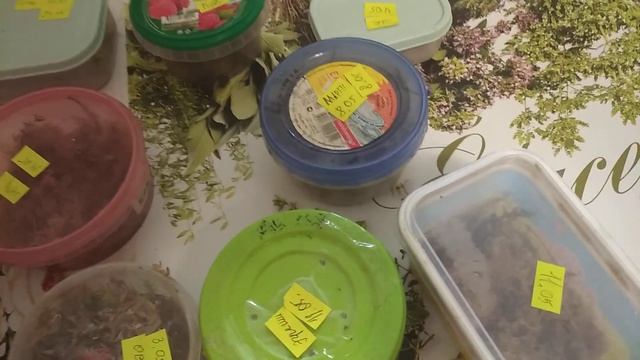 Ответ на вопрос: как я инкубирую кладки улиток.